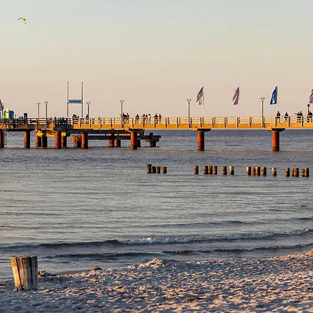 Strandrose An Der Seebruecke *
