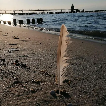 Strandrose An Der Seebruecke Zingst